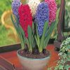 Mixed Hyacinth Bullbs paint by numbers