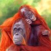 Orangutan Mother And Son paint by numbers