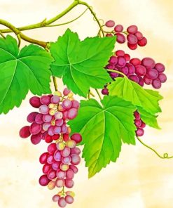 Purple Grapes paint by numbers