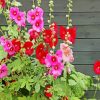 Red And Pink Hollyhocks Flowers paint by numbers