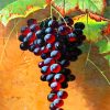 Red Grapes paint by numbers