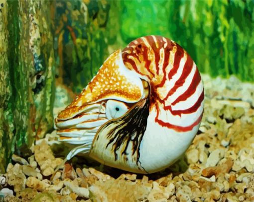 Sea Nautilus paint by numbers
