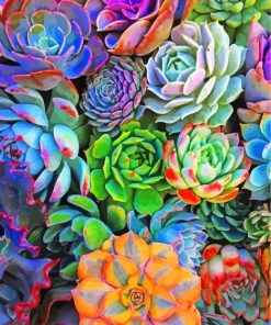 Beautiful Succulents Plants paint by numbers