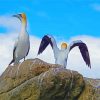White Gannets paint by numbers
