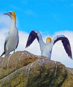 White Gannets paint by numbers