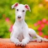Cute White Greyhound Puppy paint by numbers