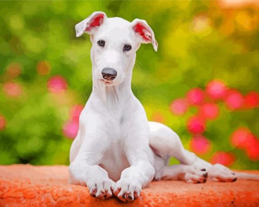 Cute White Greyhound Puppy paint by numbers