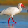 White Ibis In The Water paint by numbers