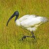 White Ibis paint by numbers