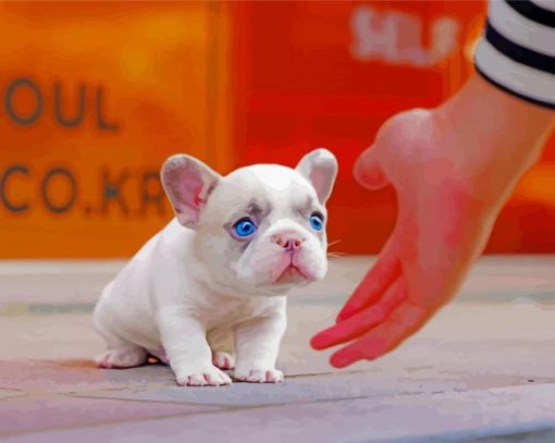 White Frenchie paint by numbers