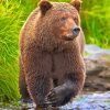 Wild Grizzly Bear paint by numbers