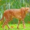 Wild Guepard paint by numbers
