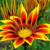 Yellow Gazania paint by numbers