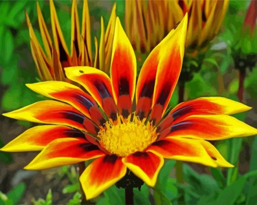 Yellow Gazania paint by numbers