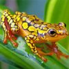 Yellow Groda Frog paint by numbers