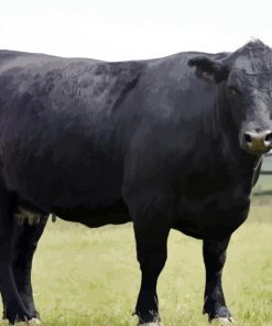 Aberdeen Angus paint by numbers