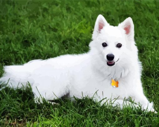 American Eskimo Dog Animal paint by numbers