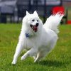 American Eskimo Dog paint by numbers