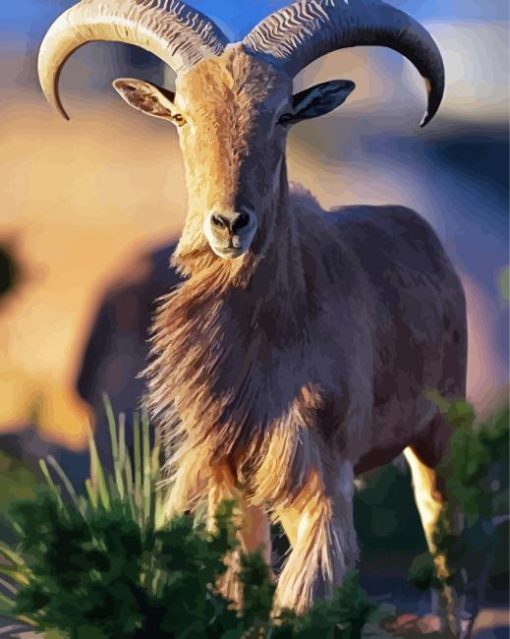 Aoudad Animal paint by number