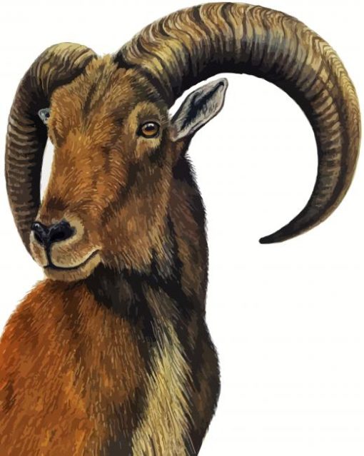 Aoudad Art paint by number