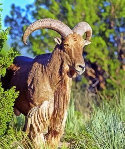 Aoudad Barbary sheep Animal paint by number
