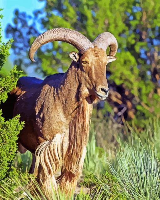Aoudad Barbary sheep Animal paint by number