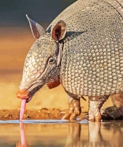 Armadillo Animal Drinking Water paint by number