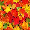 Autumn Foliage Leaves paint by numbers
