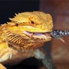Bearded Dragon Eating paint by numbers