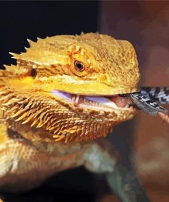 Bearded Dragon Eating paint by numbers