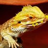 Bearded Dragon Lizard Eating paint by numbers