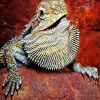 Bearded Dragon Lizard Reptiles paint by numbers
