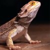 Bearded Dragon Lizard paint by number