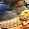 Bearded Dragon Lizard Reptiles paint by number