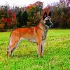 Belgian Malinois Dog paint by number