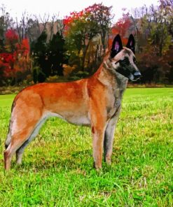 Belgian Malinois Dog paint by number
