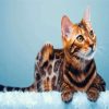 Bengal Cat Animal paint by number