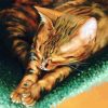Bengal Cat Art paint by number