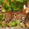 Bengal Cat paint by number
