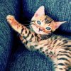 Bengal Kitten paint by numbers
