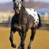 Black Appaloosa Horse paint by numbers