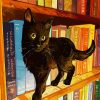 Black Cat In A Bookshelf paint by numbers