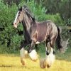 Black Shire Horse paint by numbers