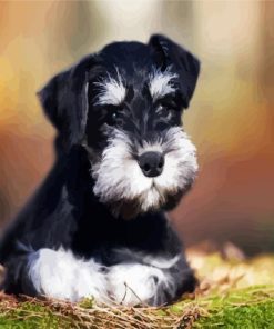 Black White Schnauzer Dog paint by number