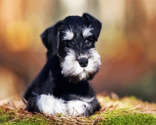 Black White Schnauzer Dog paint by number