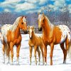 Blonde Appaloosa Horses paint by numbers
