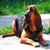 Bloodhound Dog Animal paint by numbers