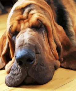 Bloodhound Sleeping paint by numbers