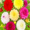 Blooming Dahlias paint by numbers