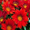 Booming Red Gazania paint by numbers